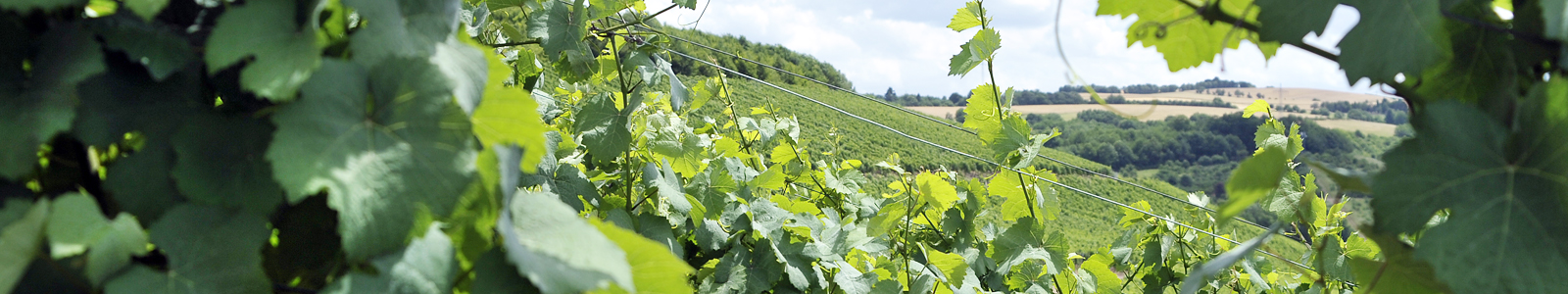 Blick in Weinberge © Dienstleistungszentren Ländlicher Raum